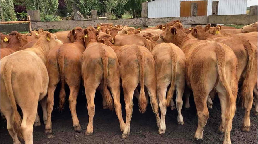 Lote 29 Vaquilla Engorda en Puerto Octay, X Región Los Lagos