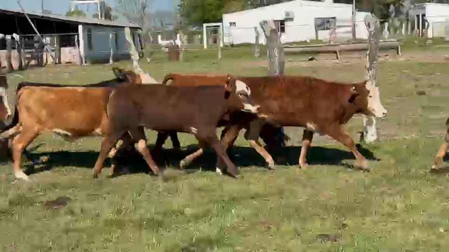 Lote 40 Terneros/as en Corrientes, Paso de Los Libres