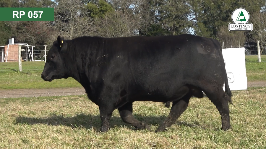 Lote 3 Toros ANGUS a remate en 40º Remate Anual - Cabaña Los Pinos en Balcarce