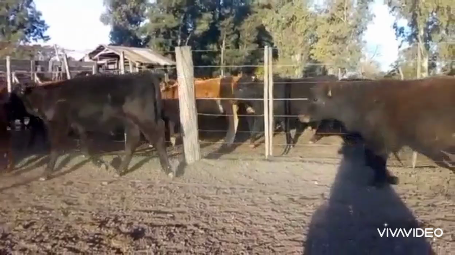 Lote 15 Terneros en Cañuelas, Buenos Aires