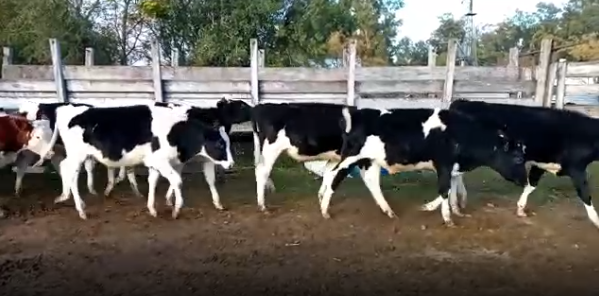 Lote 13 Novillos en Colonia