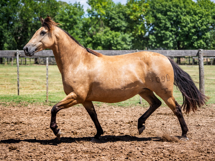 Lote DEL SIETE LA CALANDRIA
