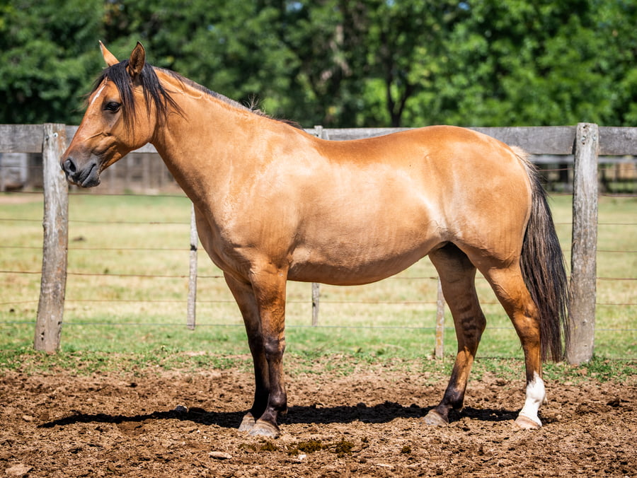 Lote LUJANENSE HORNALLA