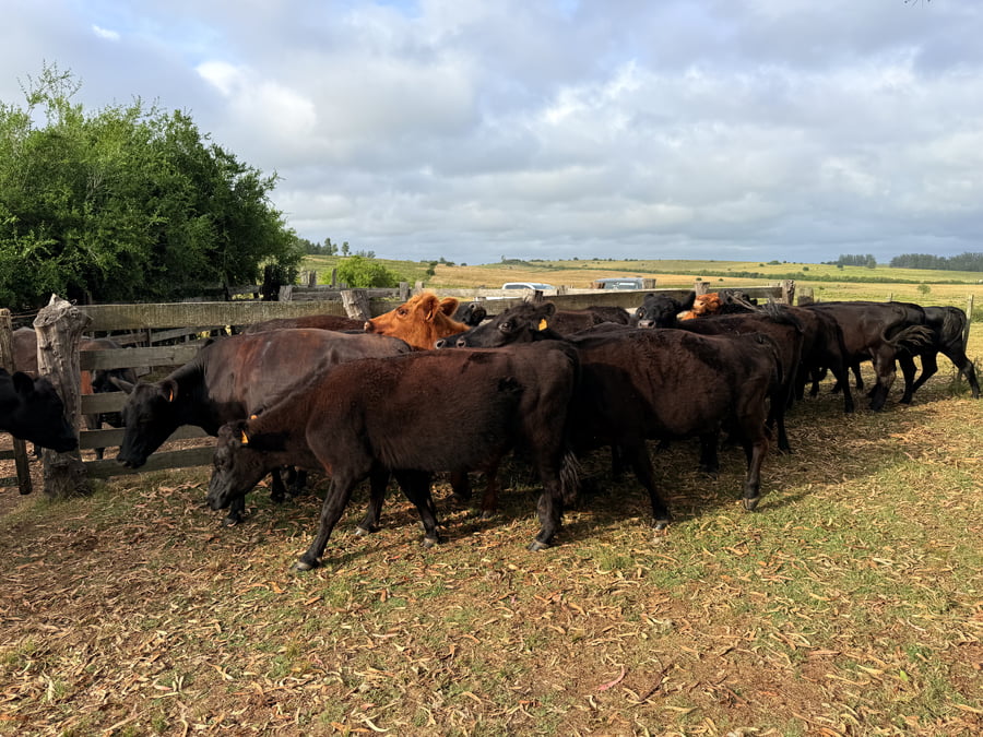 Lote Vacas Preñadas