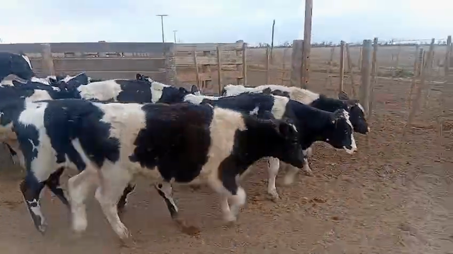 Lote 20 Terneros Holando Argentino en Freyre, Córdoba