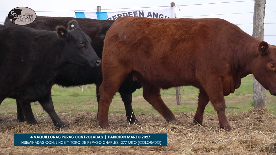Lote CABAÑA MONTE CALDEN - 4 VAQUILLONAS PURAS CONTROLADAS - Paricion marzo 2027 - Inseminadas con: lince - toro de repaso charles I277 MITO (colorado)