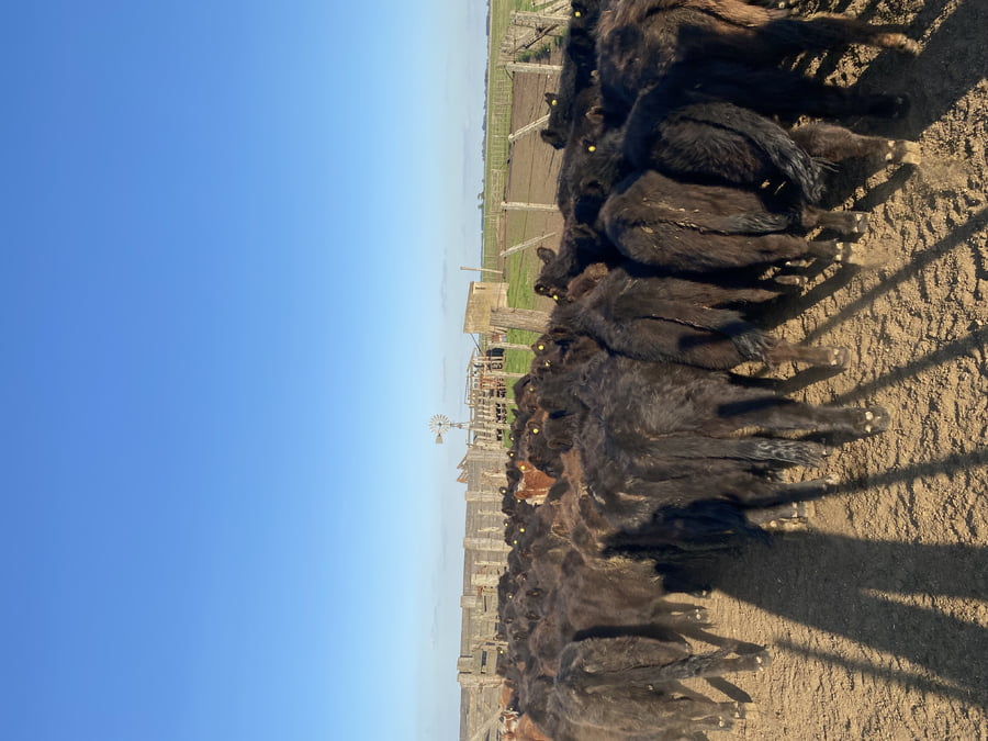 Lote 54 Terneros/as en Ayacucho