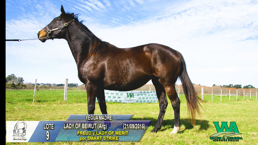 Lote LADY OF BEIRUT (Arg)
