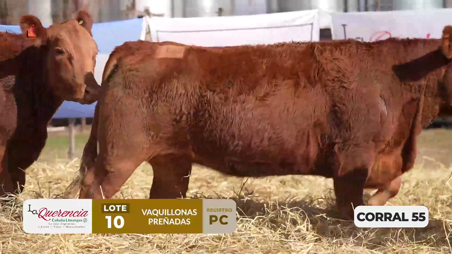 Lote VAQUILLONAS PC PREÑADAS PARICIÓN PRIMAVERA 2026