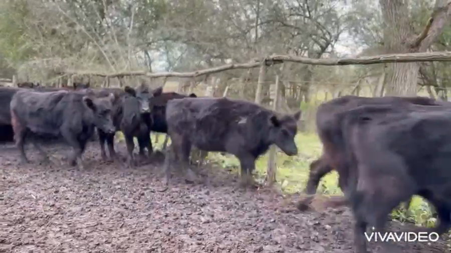 Lote 150 Vaquillonas P/ entorar en Brandsen, Buenos Aires