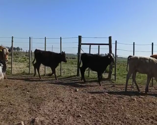 Lote Terneras
