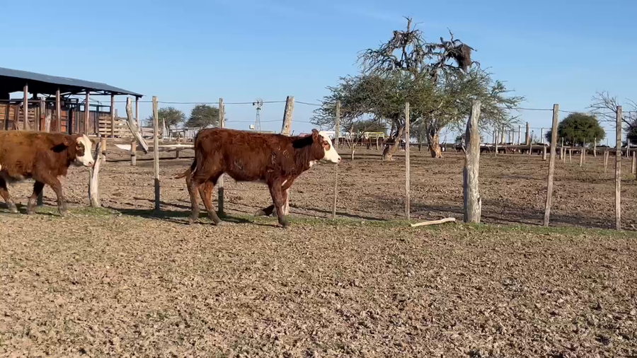 Lote 80 Terneros en Corrientes, Monte Caseros