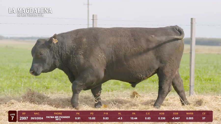 Lote Lote 7 - Angus