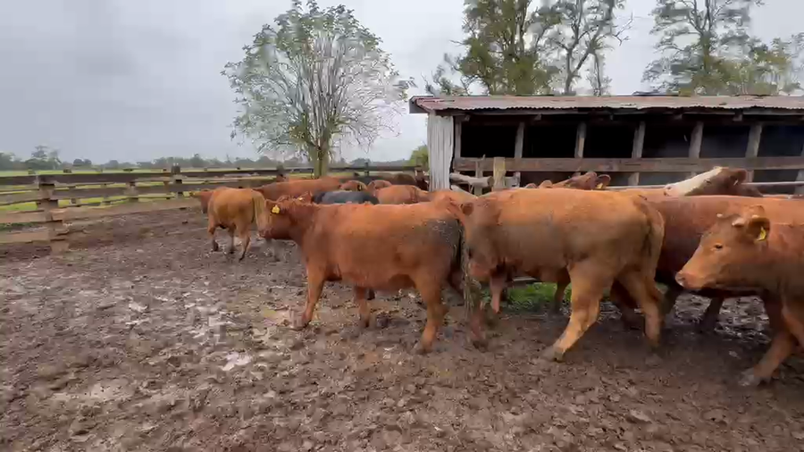 Lote 55 Vaquilla Engorda