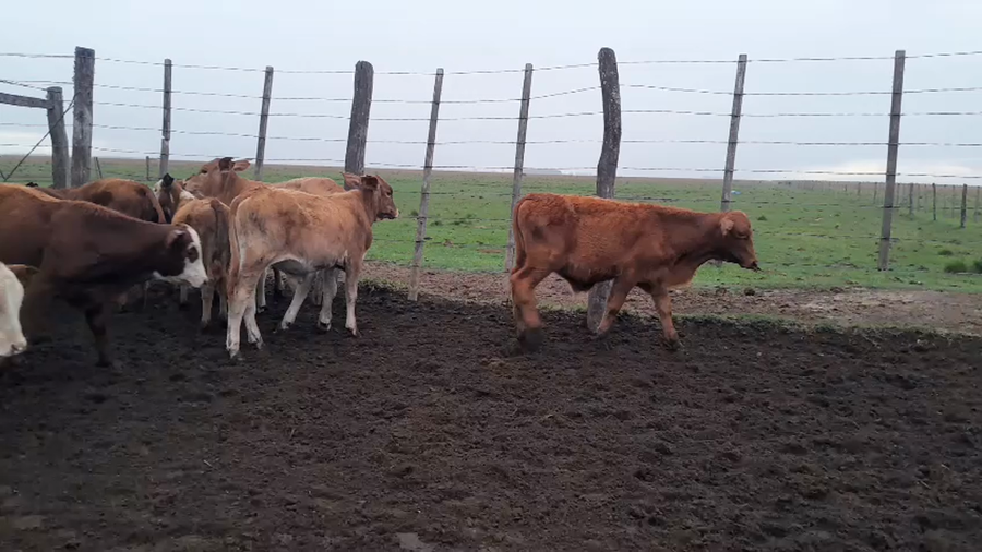 Lote 16 Terneros/as