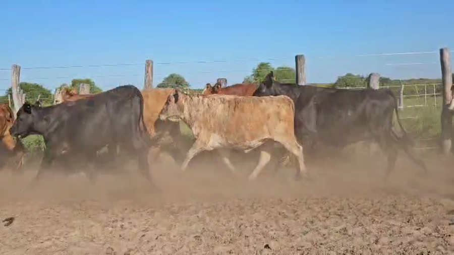 Lote 50 Vacas de invernar en Esquina, Corrientes