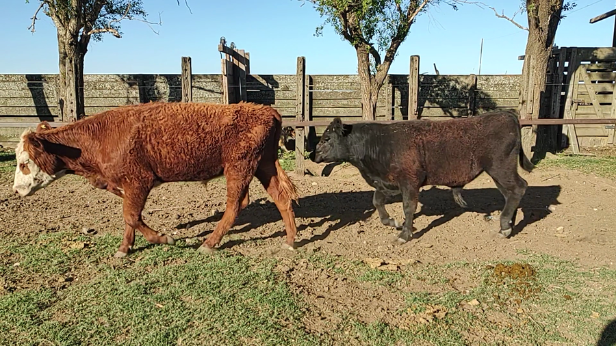 Lote 71 Terneros en Espartillar, Buenos Aires