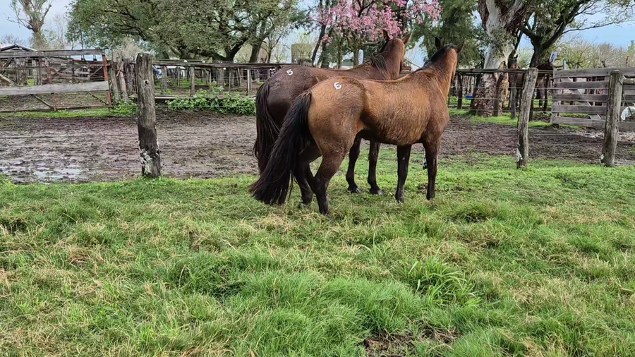 Lote 2 Yeguas Montadas