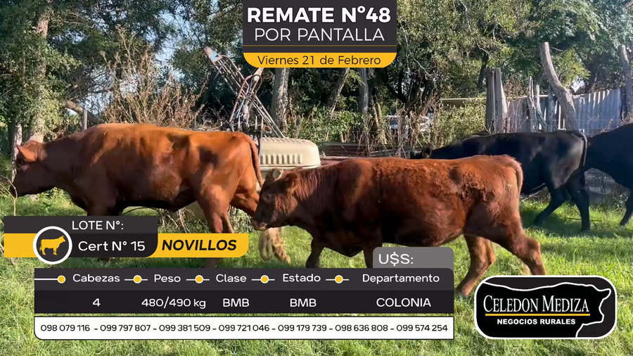 Lote 4 Novillos en Otra Localidad, Colonia