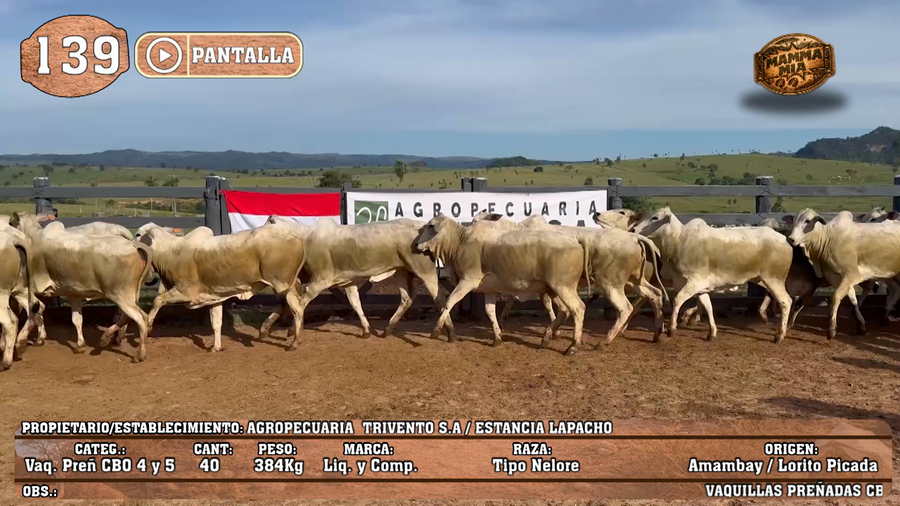 Lote LOTE 139 - PANTALLA