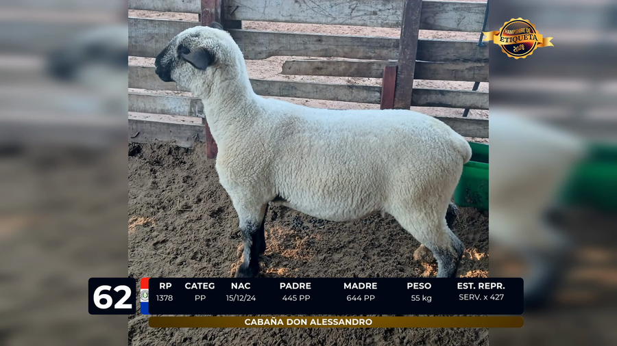 Lote LOTE 62