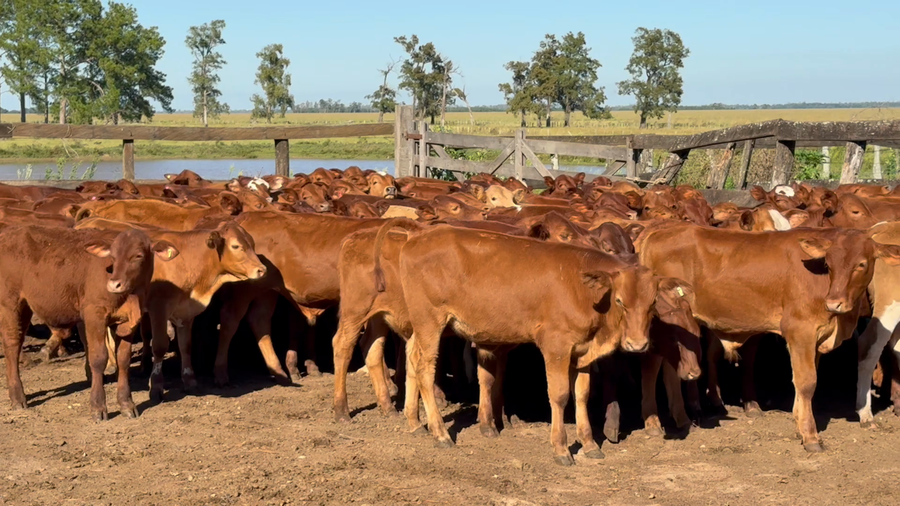 Lote 144 Terneros/as en Corrientes, Alvear