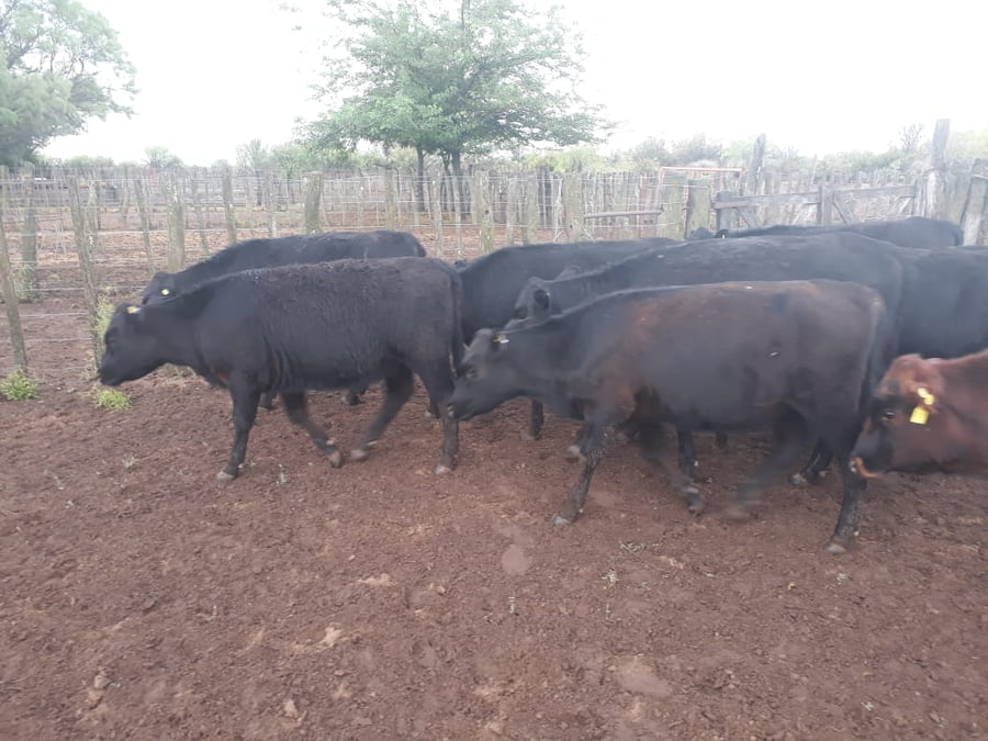 Lote 75 Terneros 150kg - , Mendoza