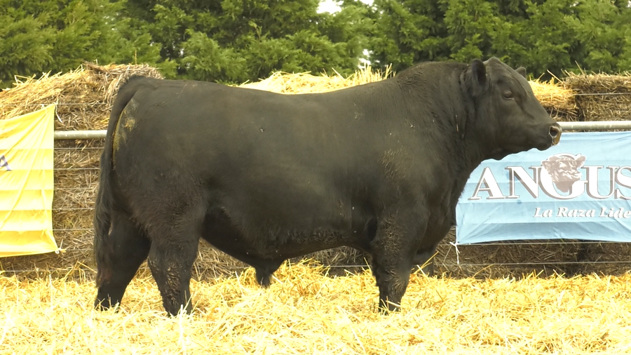 Lote TOROS A. ANGUS PURO PEDIGREE