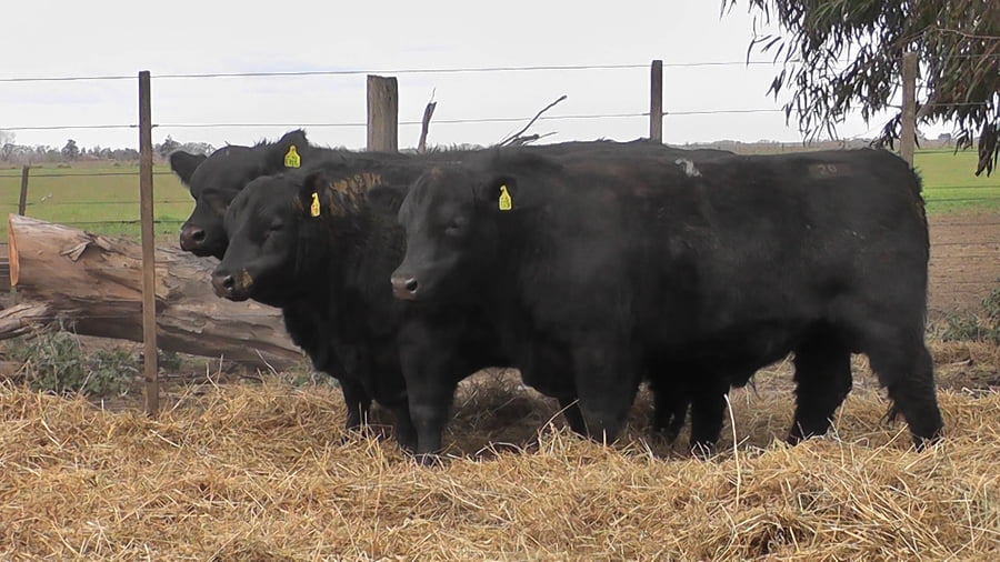 Lote TOROS PUROS POR CRUZA