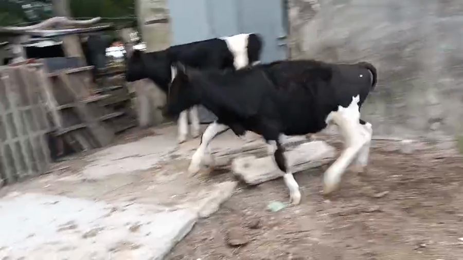 Lote 2 Terneros a remate en Pantalla Camy - Aniversario 31 Años, San José