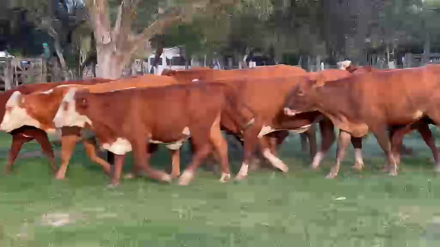 Lote 34 Vacas nuevas Preñadas en Chaco, La Eduvigis