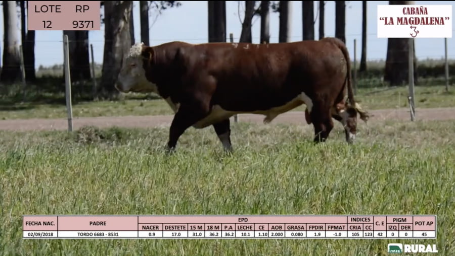Lote Toros POLLED HEREFORD PI RP 9371 9390 9418 9545