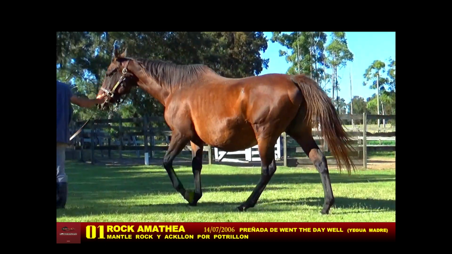 Lote ROCK AMATHEA