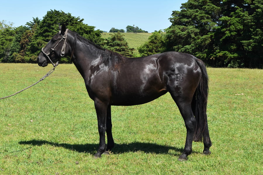 Lote RP 247 - AMNECIA DEL BURUCUYA