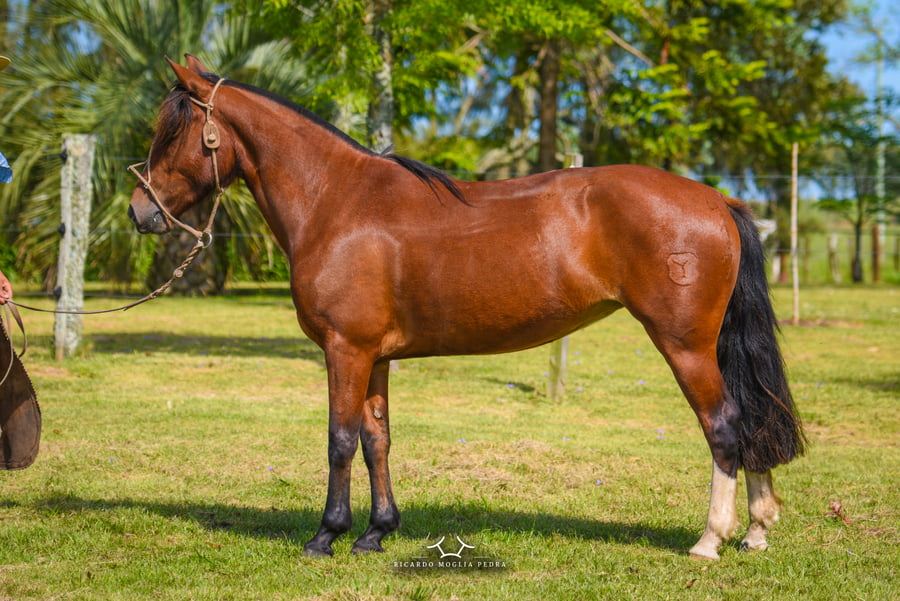 Lote El Gavilán Mariposa Manta (RP 417) Cabaña "El Gavilán"