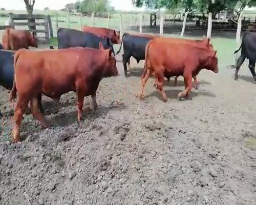 Lote 20 Terneros en Villaguay, Entre Ríos