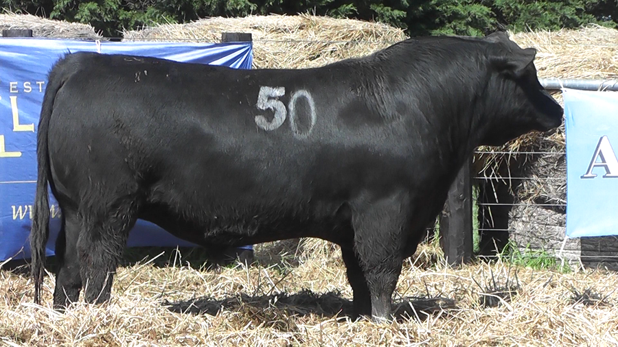 Lote TOROS ANGUS PURO CONTROLADO