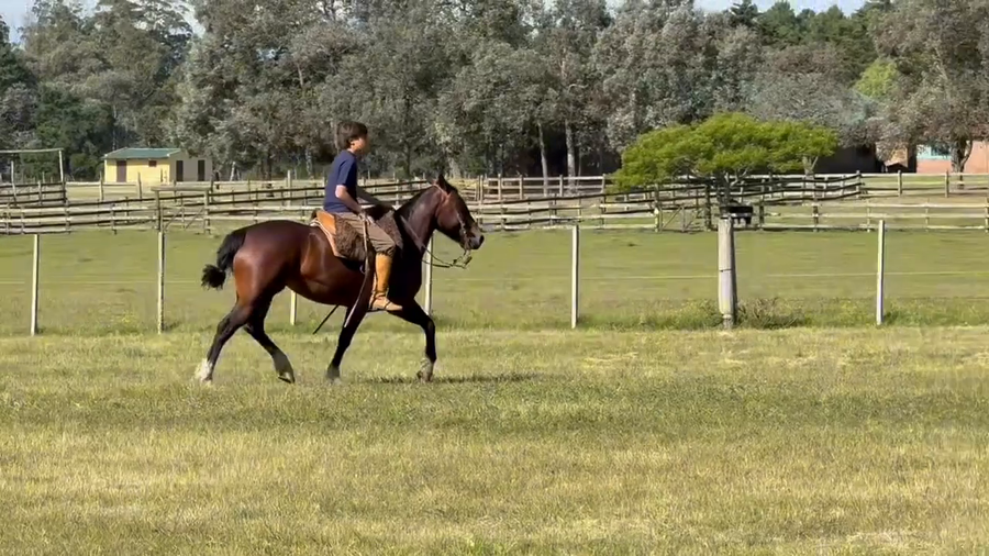 Lote CATANDUVA CINDERELA