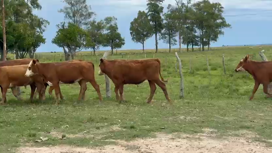 Lote 100 Terneros/as en Corrientes, Paso de Los Libres