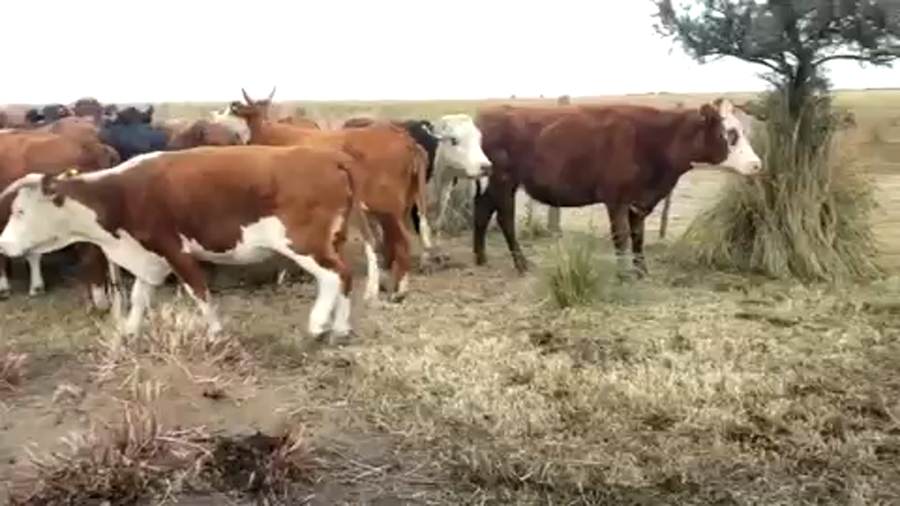 Lote 50 Vacas de invernar en Córdoba, San Francisco