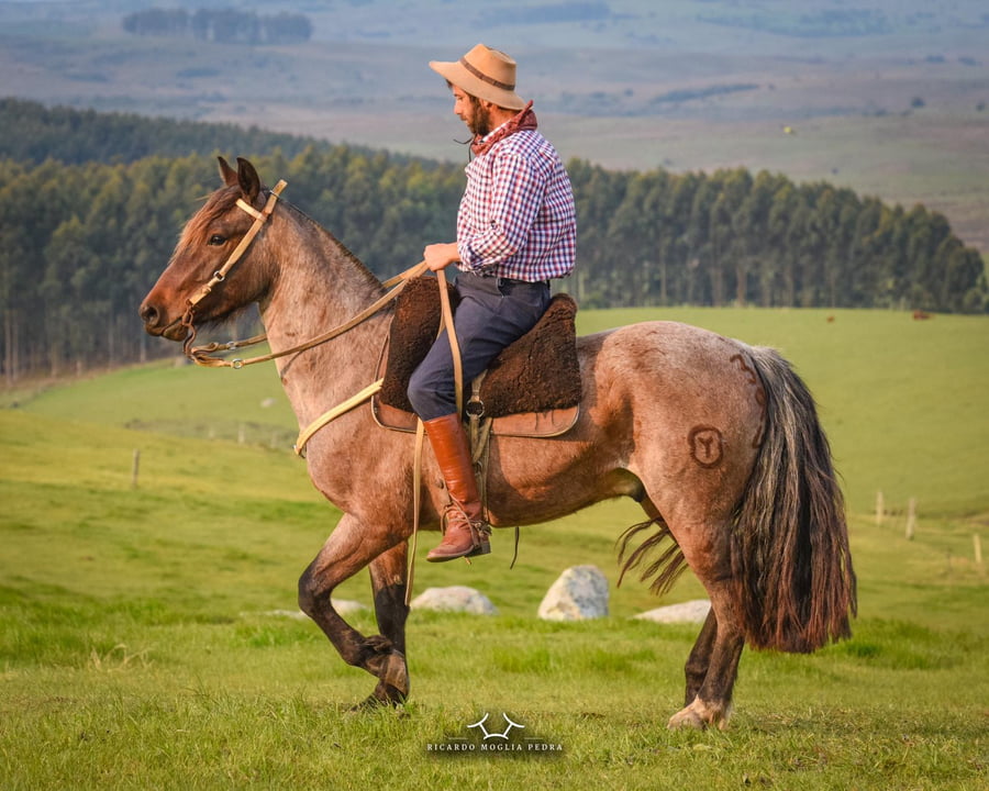 Lote El Gavilán Longaniza  Rosillo Macho Castrado RP: 394