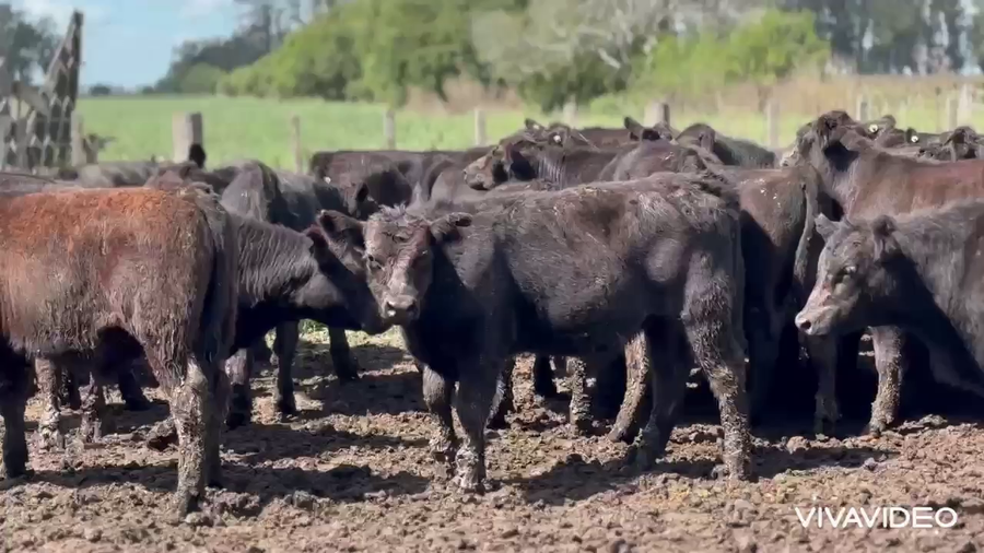 Lote 128 Terneros