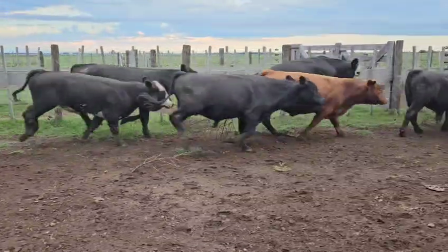 Lote 85 Terneros