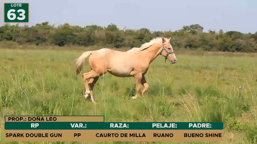 Lote SPARK DOUBLE GUN
