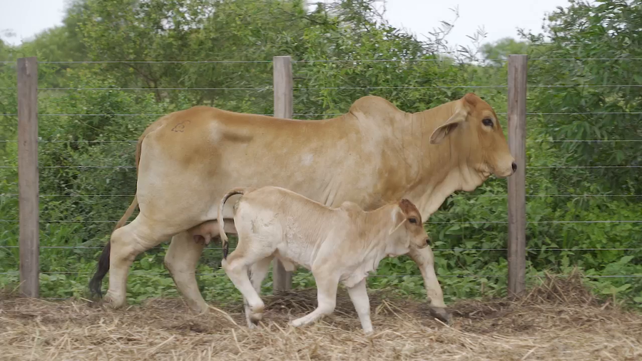 Lote VAQUILLA BRAHMAN con cria