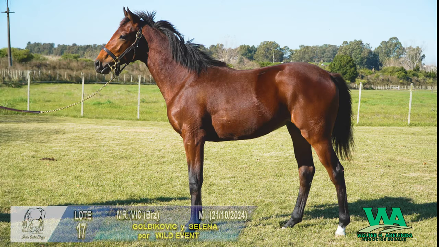 Lote MR. VIC (BRZ)
