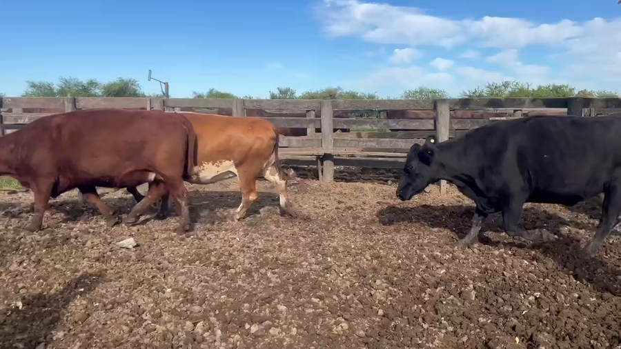 Lote 35 Vacas faena