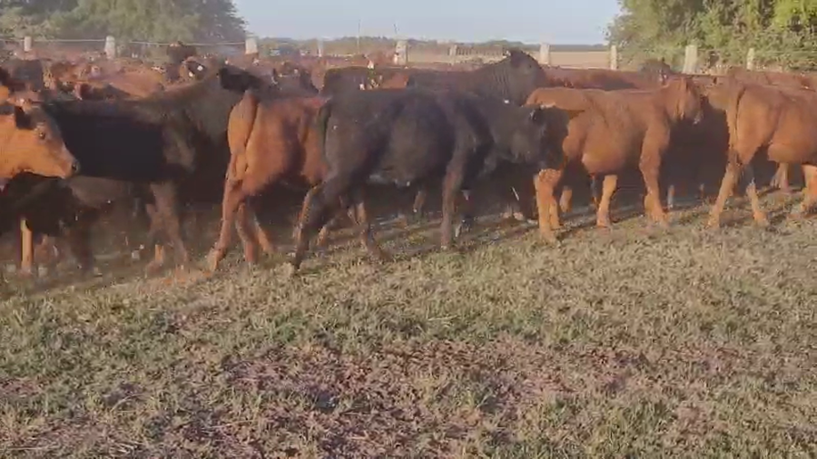 Lote 97 Terneras en Entre Ríos, Villaguay