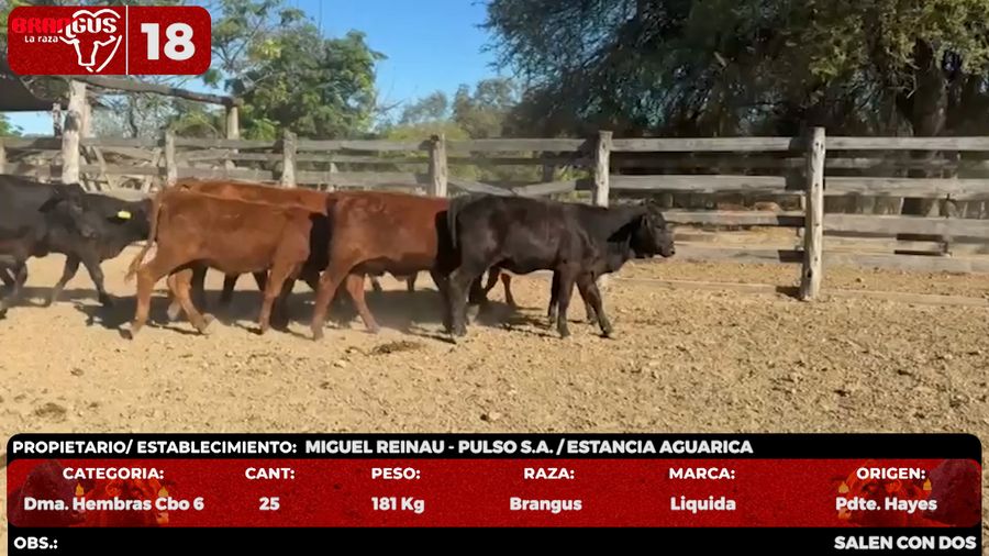 Lote LOTE 18 - POR PANTALLA