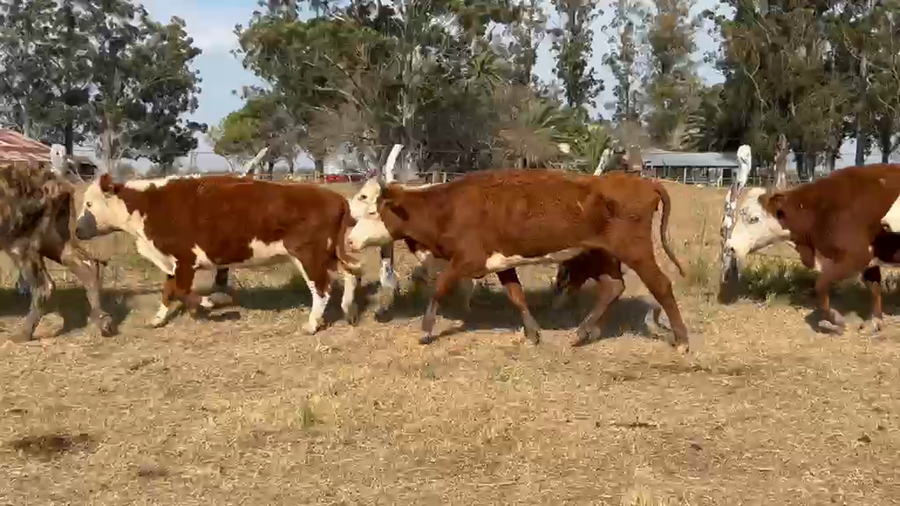 Lote 52 Vacas faena en Corrientes, Paso de Los Libres